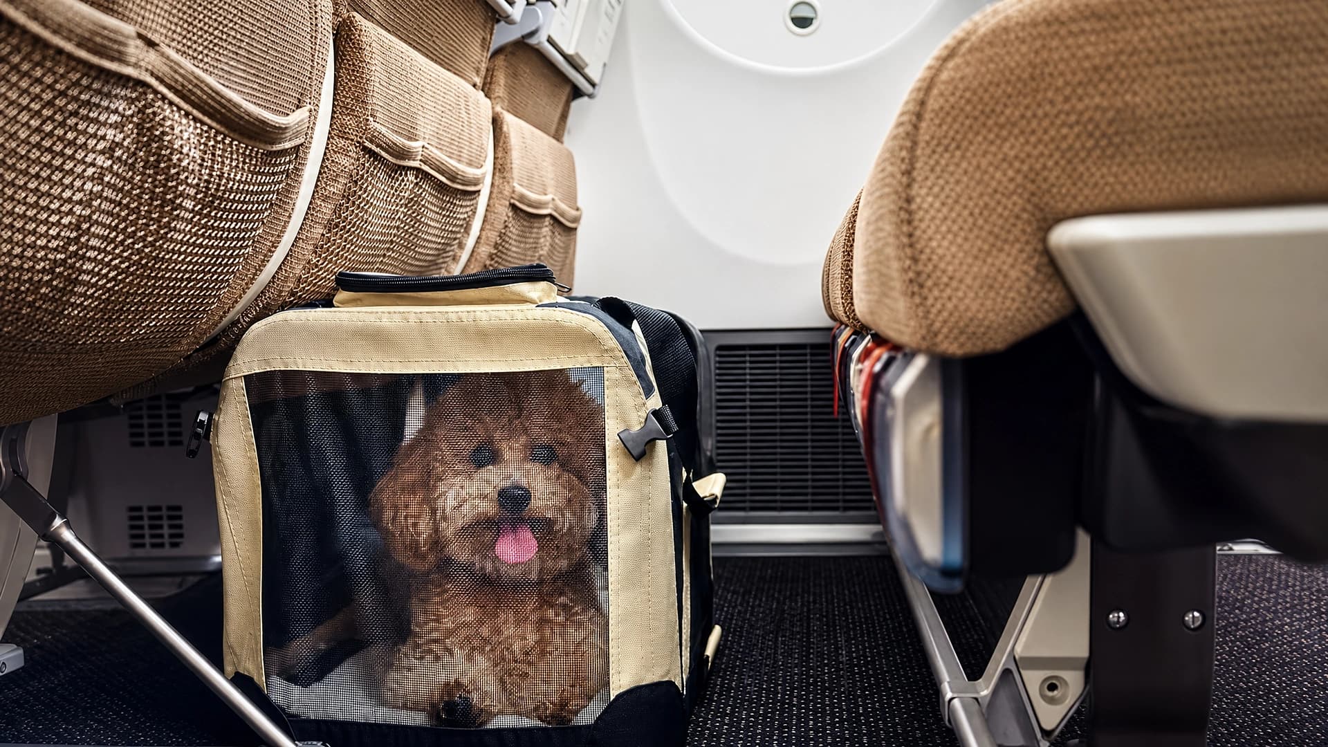 عرض Etihad Pets Onboard: سفر الحيوانات الأليفة داخل المقصورة بـ $399