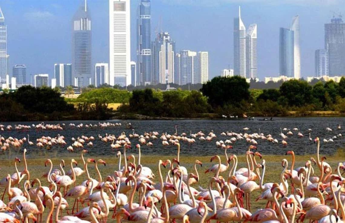 Amaal 8 at Mohammed Bin Rashid City