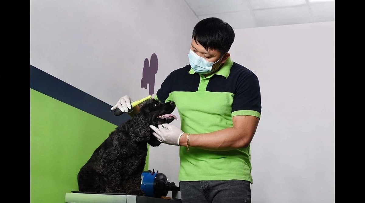 Emirates SkyCargo pet travel service UAE guide